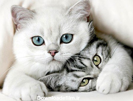 عکس حیوانات برای پروفایل