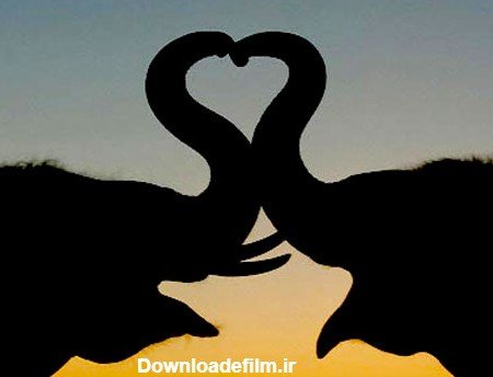  عکس عاشقانه حیوانات برای پروفایل