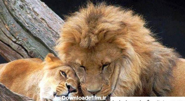  عکس عاشقانه حیوانات برای پروفایل