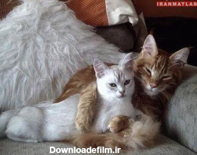  عکس عاشقانه حیوانات برای پروفایل