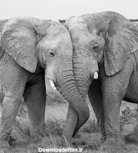 عکس حیوانات برای پروفایل