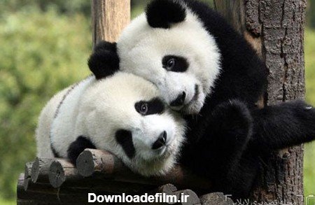 عکس حیوانات برای پروفایل