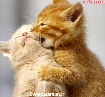 عکس حیوانات برای پروفایل