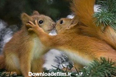 عکس حیوانات برای پروفایل