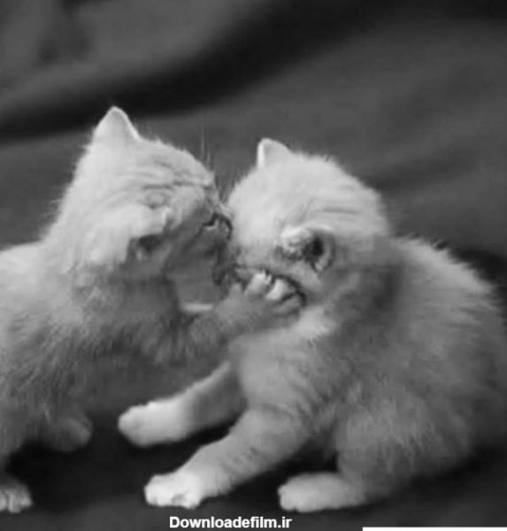 عکس حیوانات برای پروفایل