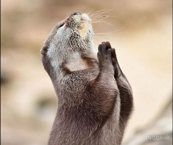  عکس حیوانات جالب