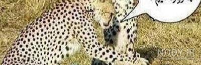  عکس حیوانات جالب