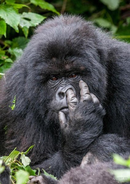  عکس حیوانات جالب