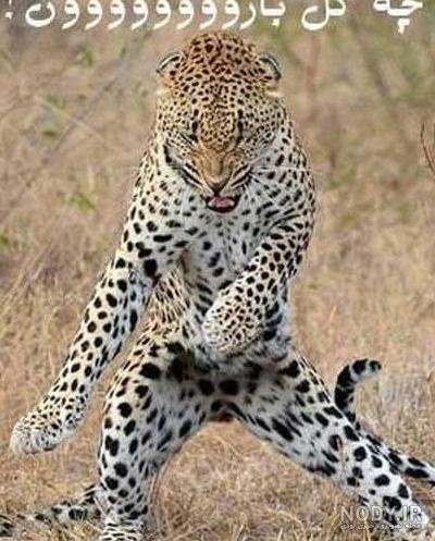  عکس حیوانات جالب