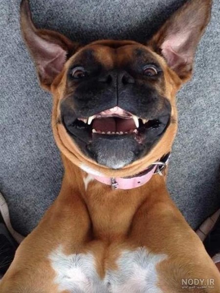  عکس حیوانات جالب