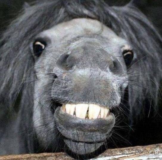  عکس حیوانات جالب