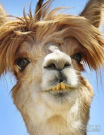  عکس حیوانات جالب