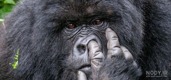  عکس حیوانات جالب