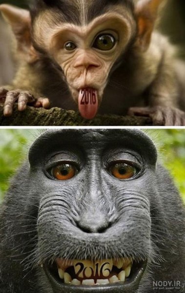  عکس حیوانات جالب