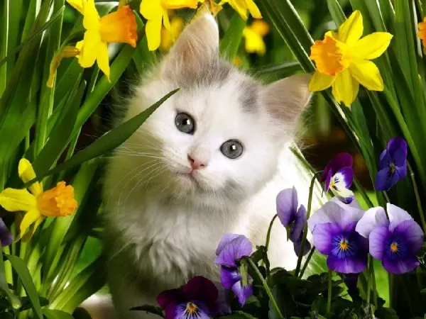  عکس حیوانات زیبا