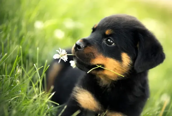  عکس حیوانات زیبا