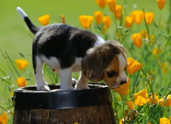  عکس حیوانات زیبا