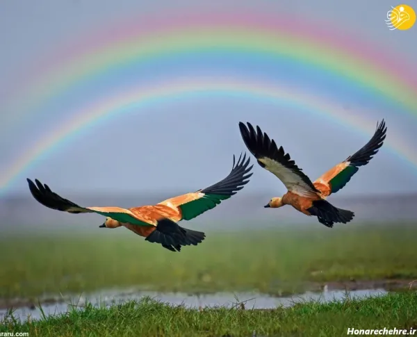  عکس رنگین کمان