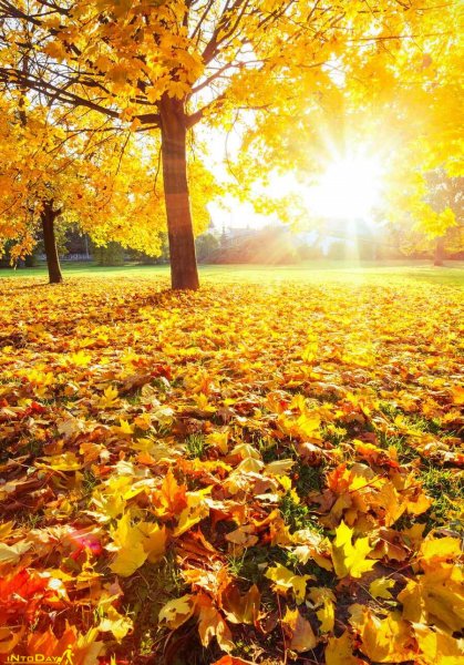  عکس طبیعت بکر پاییزی