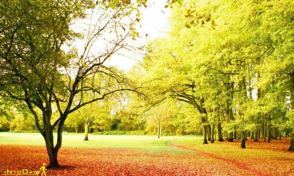  عکس طبیعت بکر پاییزی