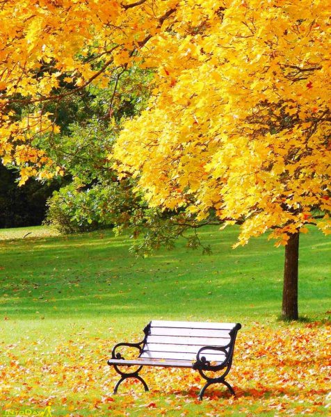  عکس طبیعت بکر پاییزی