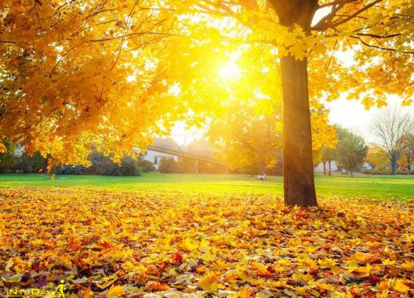  عکس طبیعت بکر پاییزی