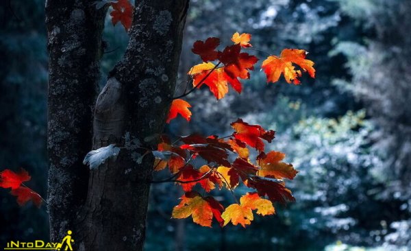  عکس طبیعت بکر پاییزی