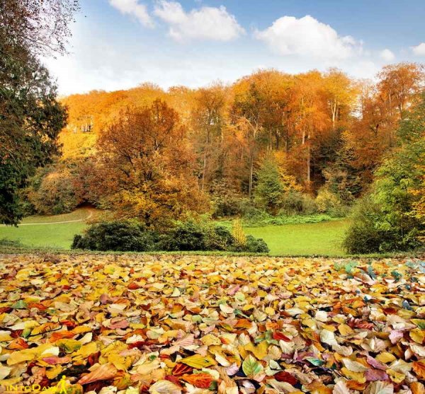  عکس طبیعت بکر پاییزی