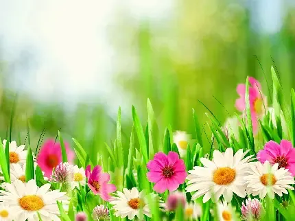 عکس چمن زار