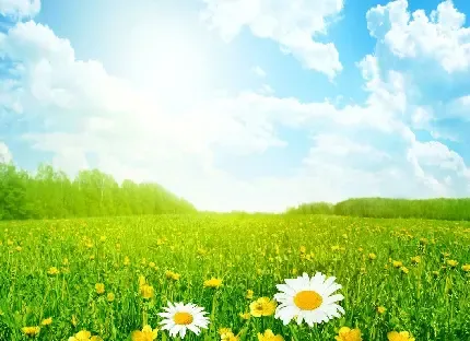  عکس چمن زار