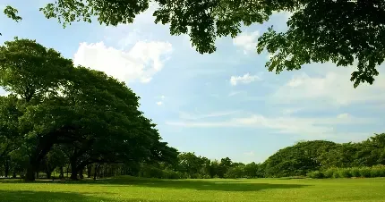  عکس چمن زار