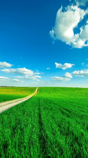  عکس چمن و گل