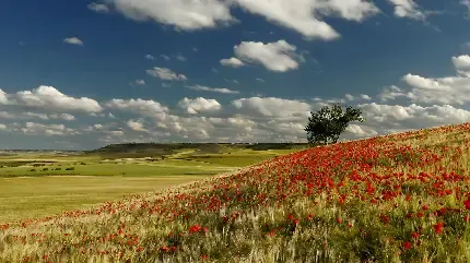  عکس دشت پر از گل