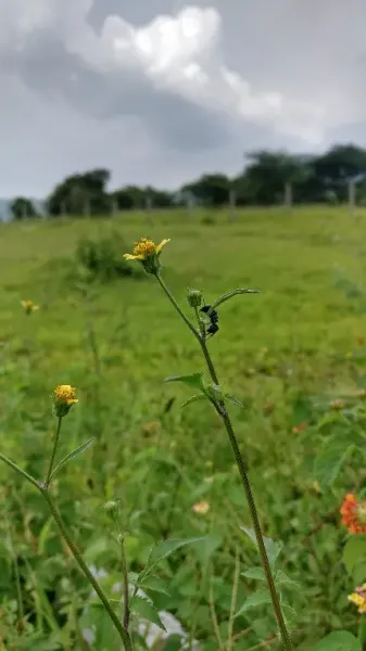  عکس دشت پر از گل