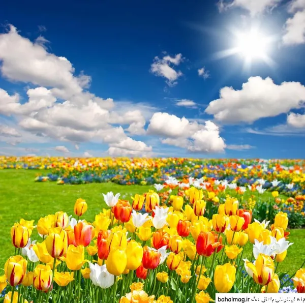  عکس دشت گل برای پروفایل