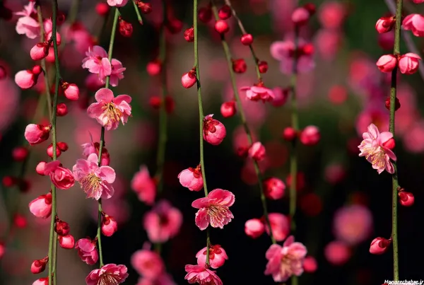  عکس دشت گل برای پروفایل