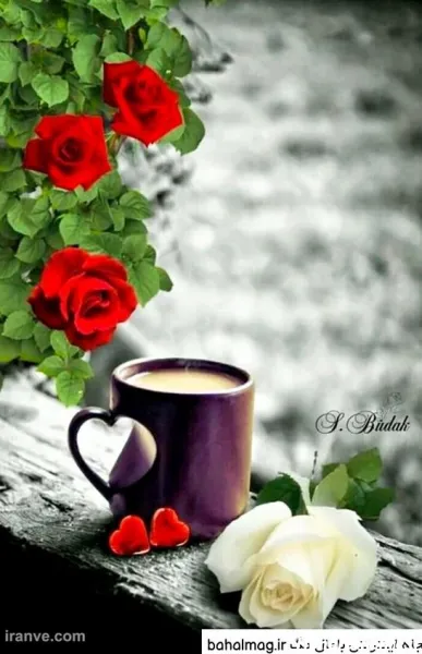  عکس دشت گل برای پروفایل