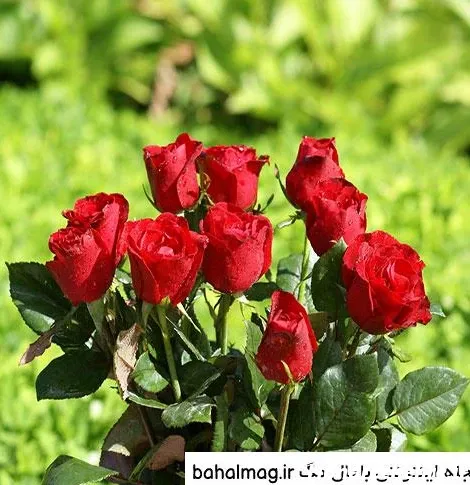  عکس دشت گل برای پروفایل