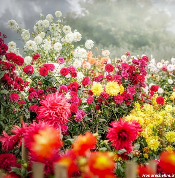  عکس دشت گل برای پروفایل