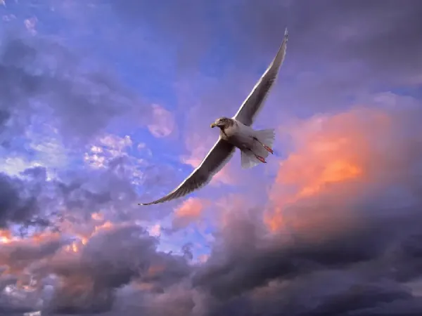  عکس زیبای آسمان با پرنده