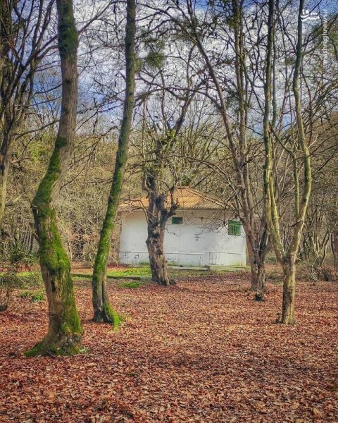  عکس جنگل پاییزی