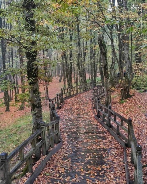  عکس جنگل پاییزی