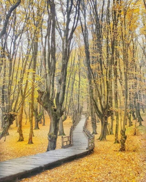  عکس جنگل پاییزی