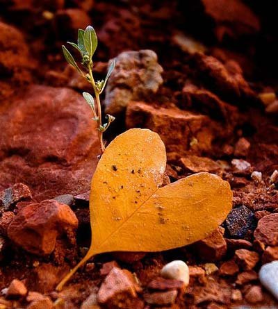  عکس طبیعت پاییزی عاشقانه