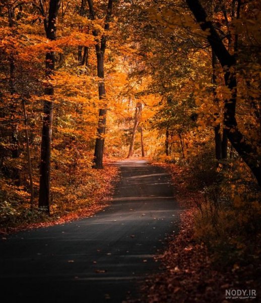  عکس کلبه در جنگل پاییزی