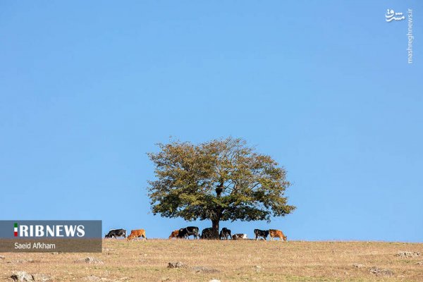  عکس دریاچه در فصل پاییزی