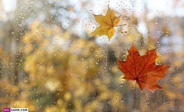  عکس پاییزی باران