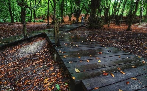  عکس پاییزی باران