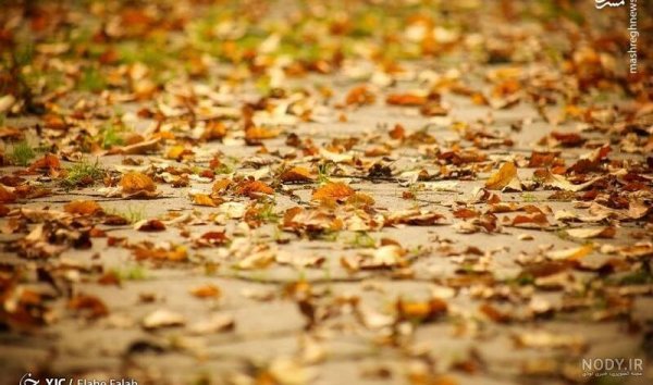  عکس پاییزی باران