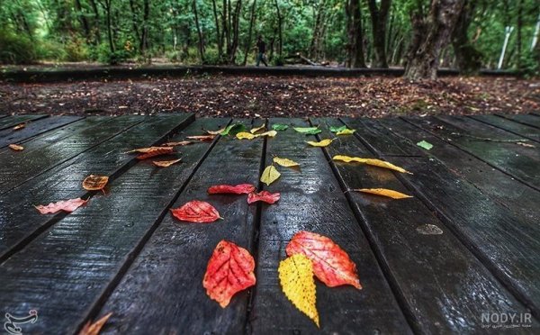  عکس پاییزی باران